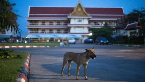 A stray dog wanders through a Buddhist temple on November 6, 2014 in Sakon Nakhon, Thailand