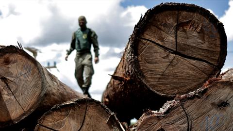 An agent of the Brazilian Institute for the Environment and Renewable Natural Resources inspects a tree extracted from the Amazon rainforest, in a sawmill during an operation to combat deforestation, in Placas, Para State, Brazil, on 20 January 2023