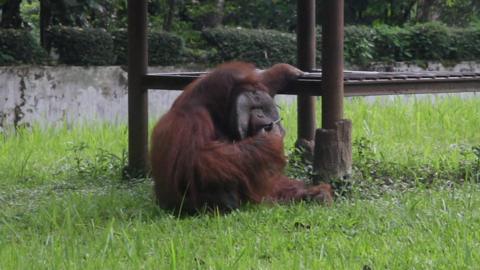 A sitting Orangutan smokes a cigerette