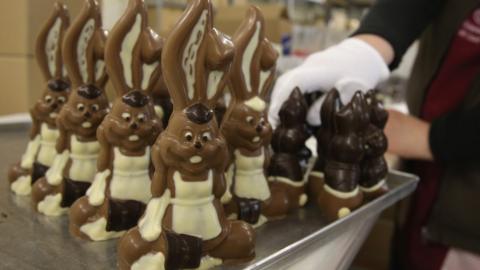 Chocolate easter bunnies