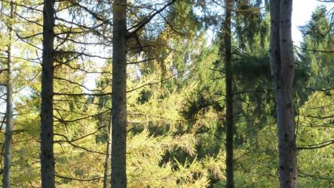 Sunlight on pine trees in the Forest of Dean