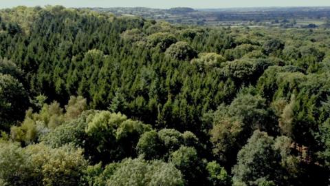 Great Wood tree canopy