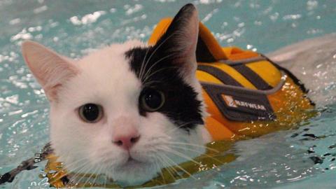 Elf the cat going for a swim