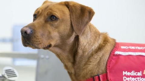 A medical detection dog