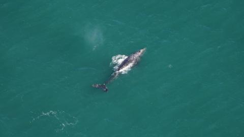 Aerial photo of gray whale spotted in Atlantic waters off the coast of New England
