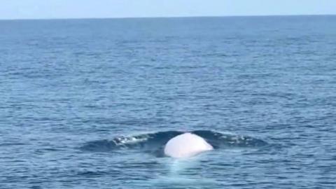Extremely rare white whale