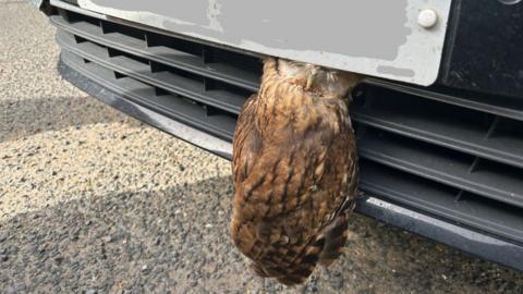 Owl stuck behind car licence plate