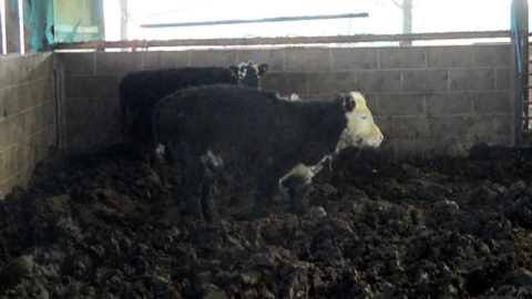 Cows at Anthony Curtis' farm in the Forest of Dean