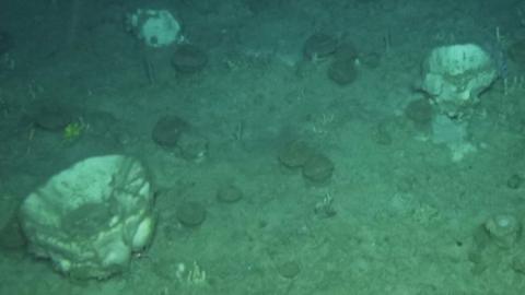 Sponges at the Rosemary Bank seamount