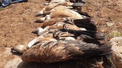 Poisoned vultures on the Israeli-occupied Golan Heights (10/05/19)