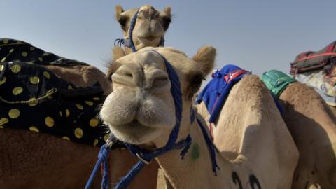 File photo showing camels at the Crown Prince Camel Festival, in the southwestern Saudi city of Taif, on 11 August 2021