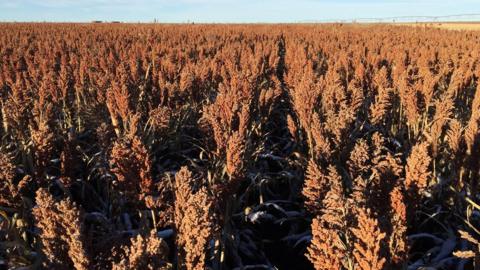 Sorghum field