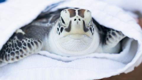 Rescued turtle April