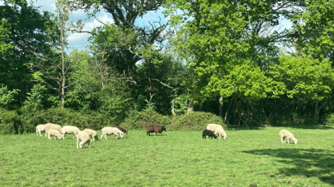 Sheep on the Parry-Nortons' farm