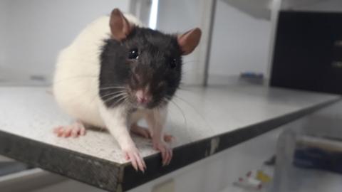 Once paralysed rat