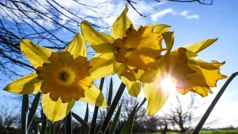 Close up of daffodils with the sun shining through the petals and blue sky behind