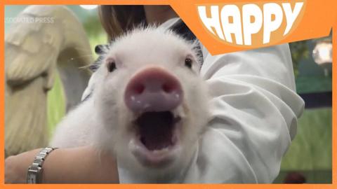 A micro pig and the Happy News logo