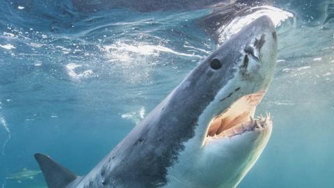 Stock image of a great white shark with its jaws open