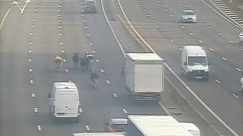 Traffic camera image of a group of cows walking down the M1