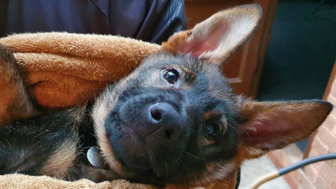 Police puppy wrapped in towel