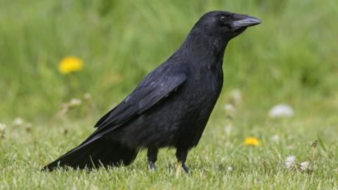 A crow