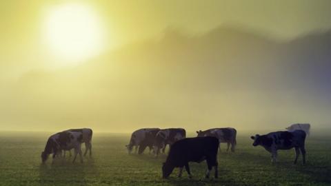 Cattle in a field