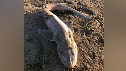 Smooth-hound shark washed up on beach