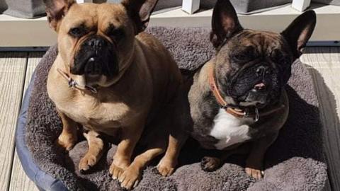 French bulldogs Lila and Phab