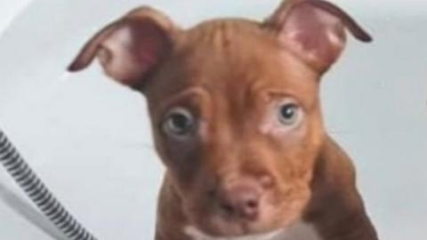 Rocko the puppy, who was tortured to death