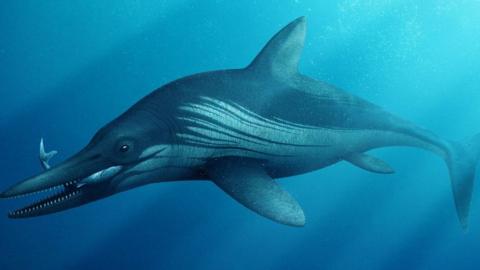 The ichthyosaur