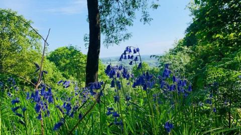 Bright bluebells sit in long grass with shrubs and trees behind, and blue sky in the distance