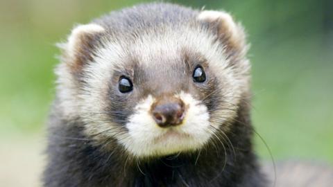 Polecat