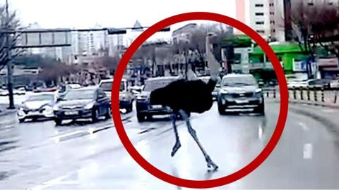 Ostrich on Seognam road with cars