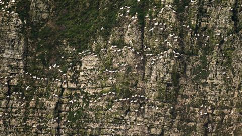 Seabirds on Bempton Cliffs