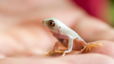 Frog on human hand, Tortuguero National Park, Costa Rica