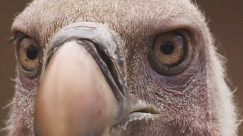 Griffon vulture, Spain