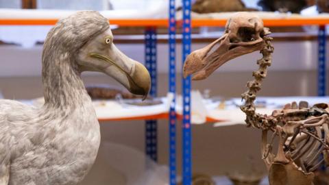 Dodo model and skeleton