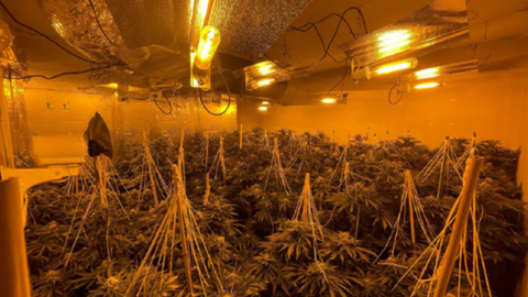 Cannabis plants in a grow room