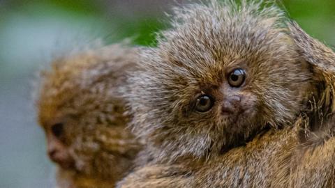 Twin eastern pygmy marmosets