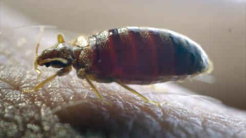 Bedbugs