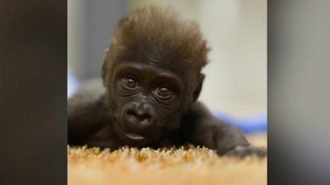 Jameela Baby Gorilla