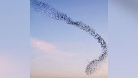 A murmuration