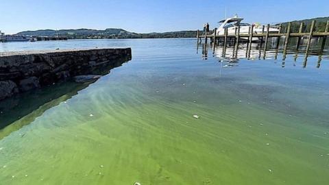 Photo of blue-green algae on the water's edge at Windermere
