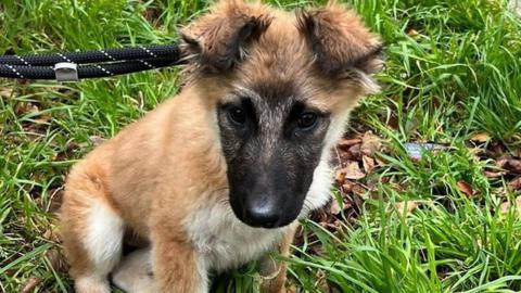 The pup, thought to be a Shepherd Cross, is being cared for at RSPCA Woodside Animal Centre in Leicester