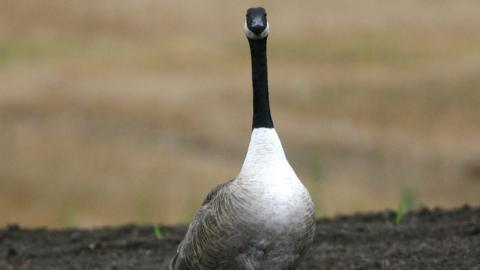 A Canada goose