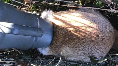 A fox with a watering can on its head.