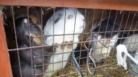 Guinea pigs crowded in dirty cage