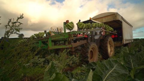 A machine picking up cabbages in a field