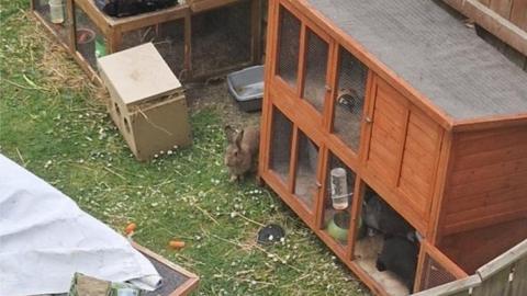 Rabbits by a hutch in a garden