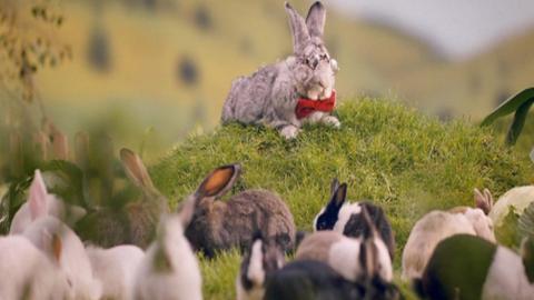 A Polish government ad uses the example of bunny rabbits to try to encourage people to have more babies.